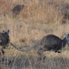 Osphranter robustus robustus (Eastern Wallaroo) at Molonglo River Reserve - 11 Sep 2018 by michaelb