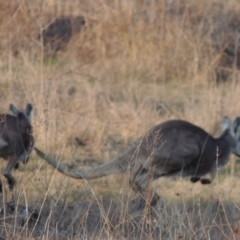 Osphranter robustus robustus (Eastern Wallaroo) at Molonglo, ACT - 11 Sep 2018 by michaelb