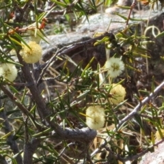 Acacia ulicifolia (Prickly Moses) at Tuggeranong Hill - 24 Sep 2018 by Owen