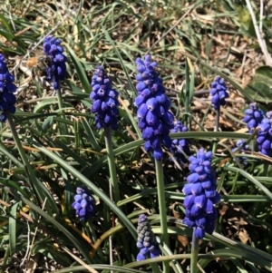 Muscari armeniacum at Symonston, ACT - 25 Sep 2018 12:47 PM