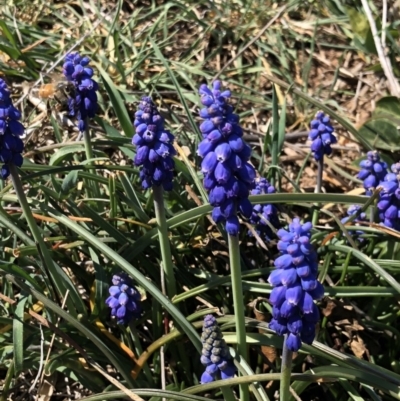 Muscari armeniacum (Grape Hyacinth) at Symonston, ACT - 25 Sep 2018 by AaronClausen