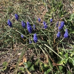 Muscari armeniacum at Symonston, ACT - 25 Sep 2018 12:47 PM