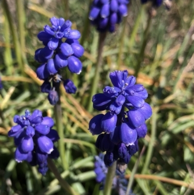 Muscari armeniacum (Grape Hyacinth) at Symonston, ACT - 25 Sep 2018 by AaronClausen