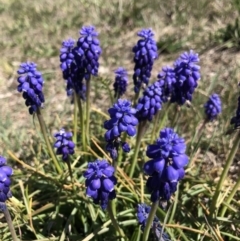 Muscari armeniacum at Symonston, ACT - 25 Sep 2018 12:45 PM