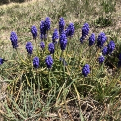 Muscari armeniacum at Symonston, ACT - 25 Sep 2018 12:45 PM