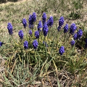 Muscari armeniacum at Symonston, ACT - 25 Sep 2018