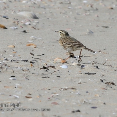 Anthus australis (Australian Pipit) at Undefined - 19 Sep 2018 by CharlesDove