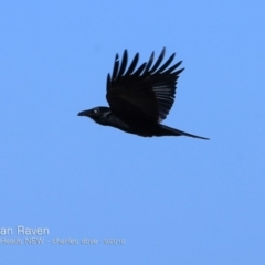 Corvus coronoides (Australian Raven) at Undefined - 18 Sep 2018 by Charles Dove