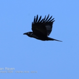 Corvus coronoides at undefined - 19 Sep 2018 12:00 AM