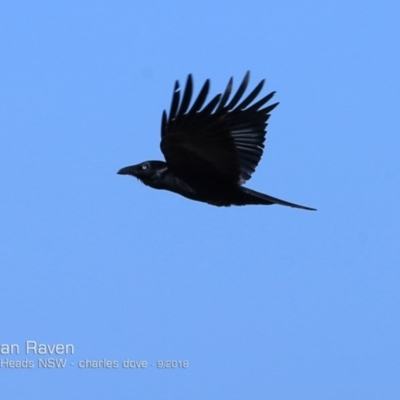 Corvus coronoides (Australian Raven) at Undefined - 18 Sep 2018 by Charles Dove