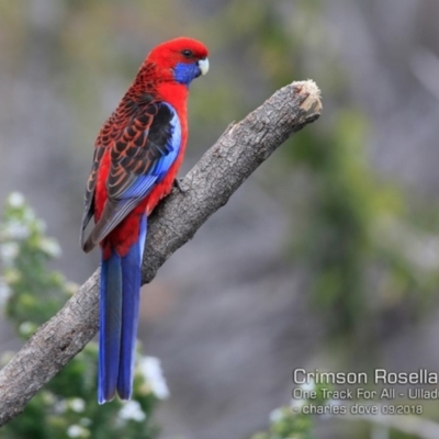 Platycercus elegans (Crimson Rosella) at One Track For All - 22 Sep 2018 by Charles Dove