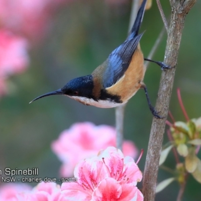 Acanthorhynchus tenuirostris (Eastern Spinebill) at Burrill Lake, NSW - 19 Sep 2018 by CharlesDove