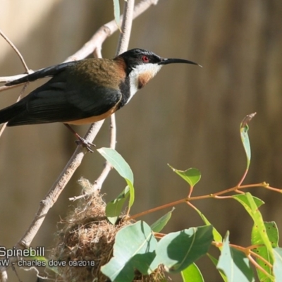 Acanthorhynchus tenuirostris (Eastern Spinebill) at Undefined - 22 Sep 2018 by Charles Dove