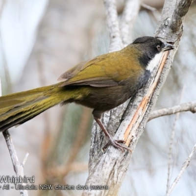 Psophodes olivaceus (Eastern Whipbird) at Ulladulla Reserves Bushcare - 22 Sep 2018 by CharlesDove