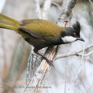 Psophodes olivaceus at Ulladulla, NSW - 23 Sep 2018