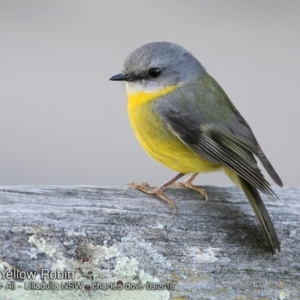 Eopsaltria australis at Ulladulla, NSW - 23 Sep 2018 12:00 AM