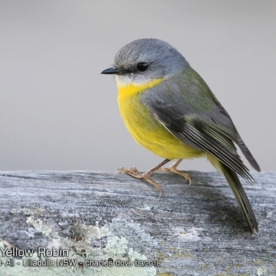 Eopsaltria australis (Eastern Yellow Robin) at One Track For All - 22 Sep 2018 by CharlesDove