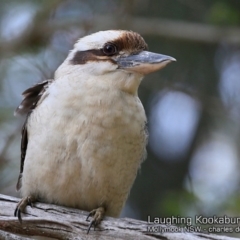 Dacelo novaeguineae (Laughing Kookaburra) at Mollymook, NSW - 20 Sep 2018 by CharlesDove