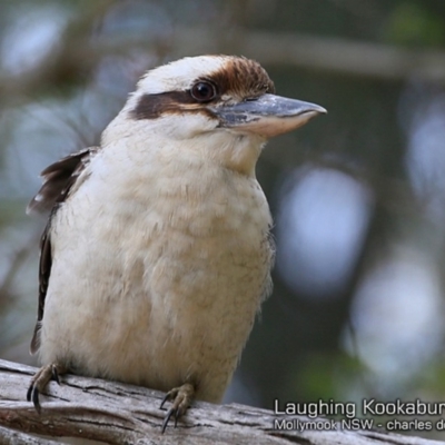 Dacelo novaeguineae (Laughing Kookaburra) at Mollymook, NSW - 20 Sep 2018 by CharlesDove