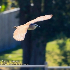 Nycticorax caledonicus at Burrill Lake, NSW - 19 Sep 2018 12:00 AM