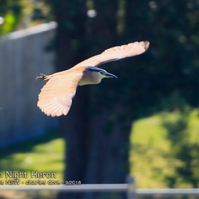 Nycticorax caledonicus (Nankeen Night-Heron) at Burrill Lake, NSW - 18 Sep 2018 by Charles Dove