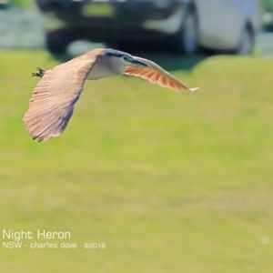 Nycticorax caledonicus at Burrill Lake, NSW - 19 Sep 2018 12:00 AM