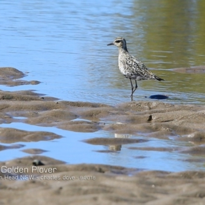 Pluvialis fulva (Pacific Golden Plover) at Comerong Island Nature Reserve - 19 Sep 2018 by CharlesDove