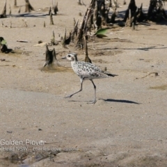 Pluvialis fulva at Comerong Island Nature Reserve - 19 Sep 2018 12:00 AM