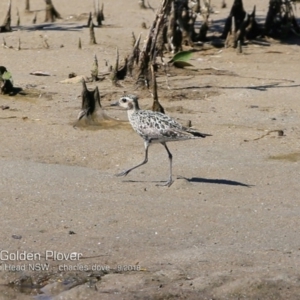 Pluvialis fulva at Comerong Island Nature Reserve - 19 Sep 2018 12:00 AM