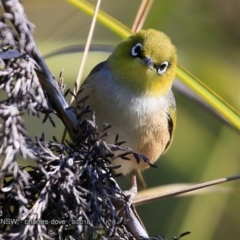Zosterops lateralis (Silvereye) at Undefined - 19 Sep 2018 by Charles Dove