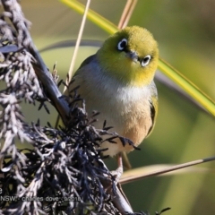 Zosterops lateralis (Silvereye) at Undefined - 20 Sep 2018 by CharlesDove