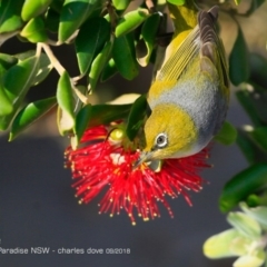 Zosterops lateralis at undefined - 20 Sep 2018 12:00 AM