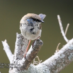 Malurus cyaneus (Superb Fairywren) at Undefined - 18 Sep 2018 by CharlesDove