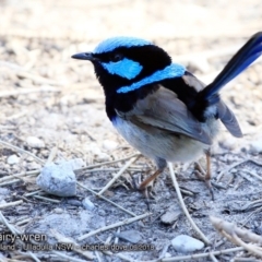 Malurus cyaneus (Superb Fairywren) at Ulladulla, NSW - 23 Sep 2018 by CharlesDove