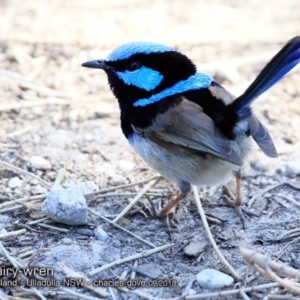 Malurus cyaneus at Ulladulla, NSW - 23 Sep 2018 12:00 AM