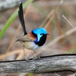 Malurus lamberti at Ulladulla, NSW - 22 Sep 2018 12:00 AM