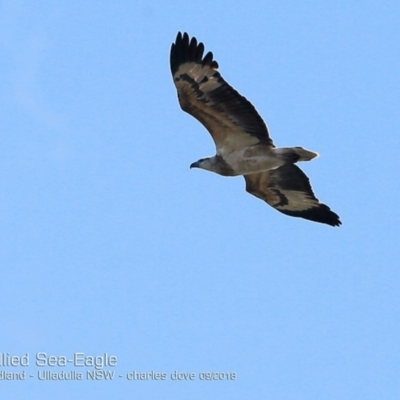 Haliaeetus leucogaster (White-bellied Sea-Eagle) at Undefined - 22 Sep 2018 by Charles Dove