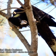 Zanda funerea (Yellow-tailed Black-Cockatoo) at Ulladulla, NSW - 22 Sep 2018 by Charles Dove