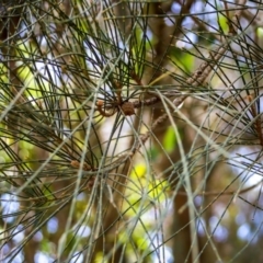 Casuarina glauca (Swamp She-oak) at Corunna, NSW - 25 Sep 2018 by LocalFlowers