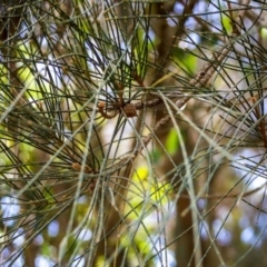 Casuarina glauca at Corunna, NSW - 25 Sep 2018