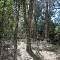 Casuarina glauca at Corunna, NSW - 25 Sep 2018