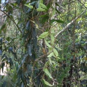 Parsonsia straminea at Corunna, NSW - 25 Sep 2018