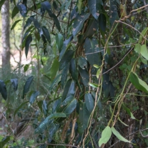 Parsonsia straminea at Corunna, NSW - 25 Sep 2018