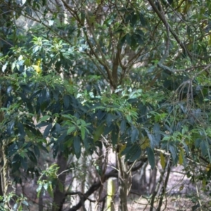 Pittosporum undulatum at Corunna, NSW - 25 Sep 2018 10:09 AM