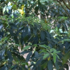 Pittosporum undulatum at Corunna, NSW - 25 Sep 2018 10:09 AM