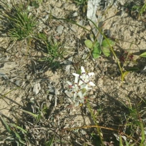 Wurmbea dioica subsp. dioica at Amaroo, ACT - 25 Sep 2018 02:08 PM