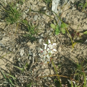 Wurmbea dioica subsp. dioica at Amaroo, ACT - 25 Sep 2018