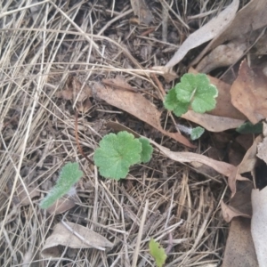 Hydrocotyle laxiflora at Amaroo, ACT - 25 Sep 2018