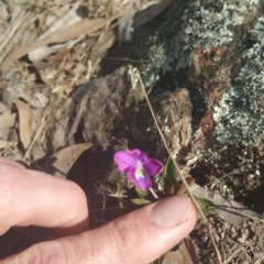 Viola betonicifolia (Mountain Violet) at Amaroo, ACT - 25 Sep 2018 by nath_kay