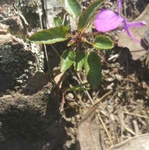 Viola betonicifolia at Amaroo, ACT - 25 Sep 2018